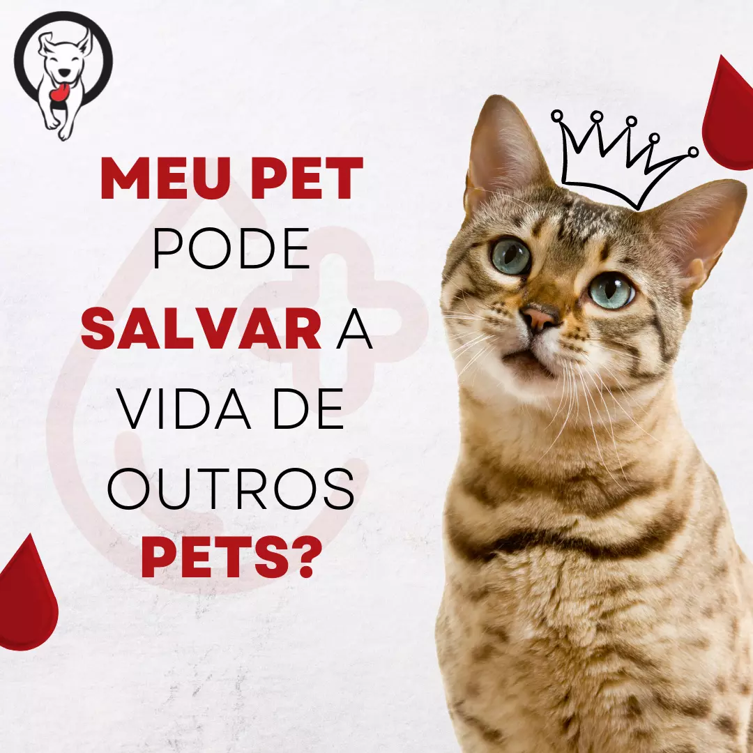 Cachorros e gatos podem doar sangue?